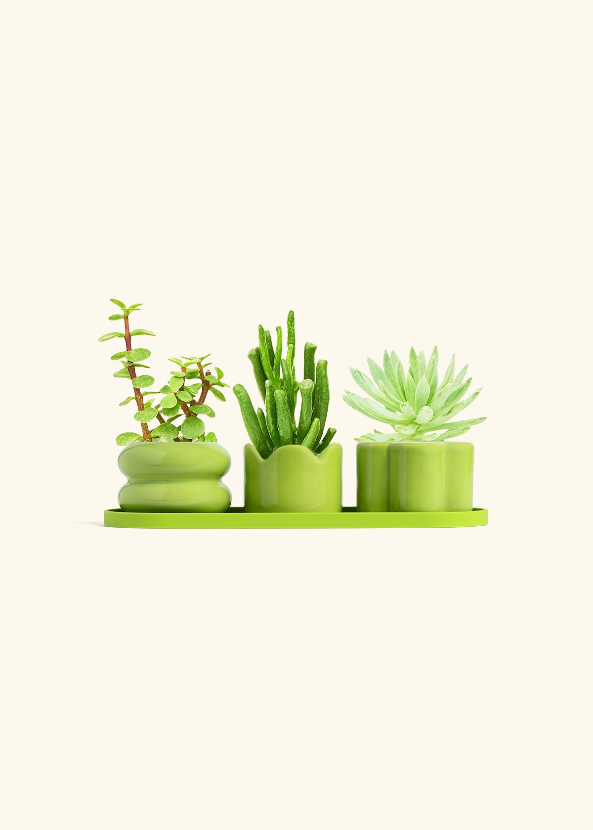Baby Succulent Trio
