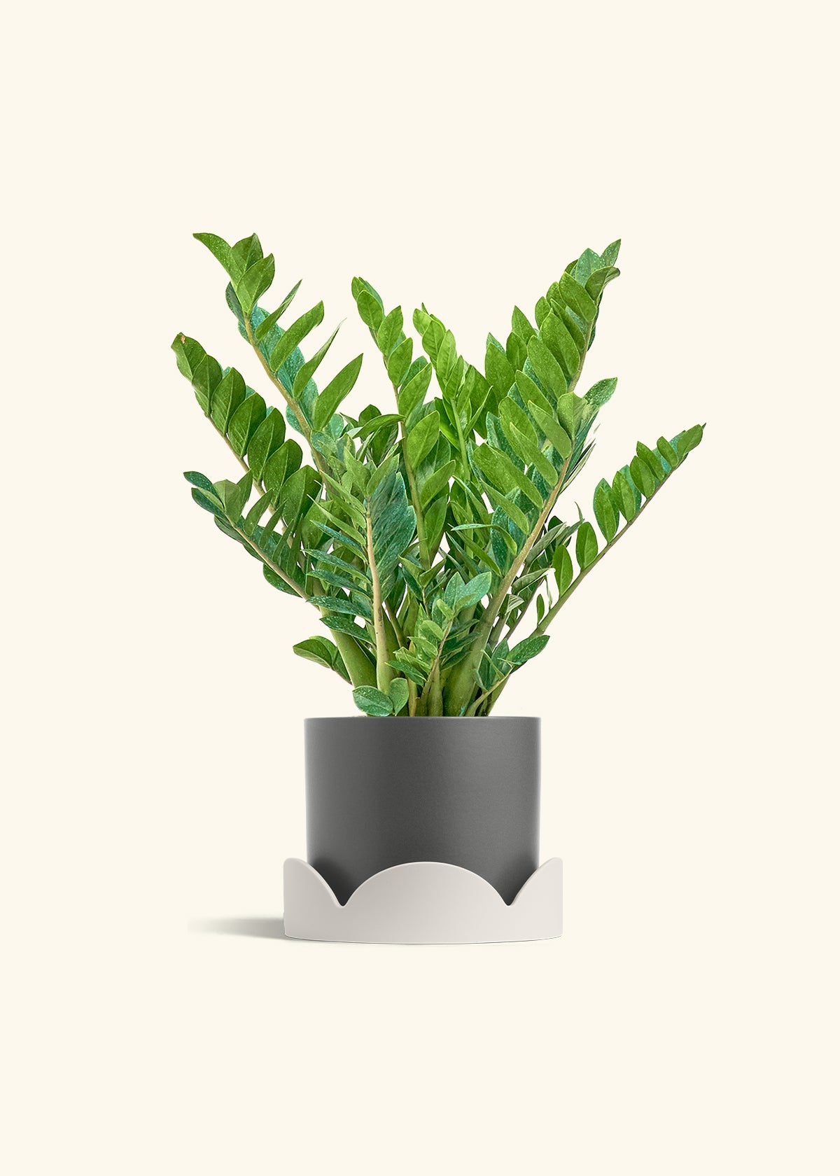 ZZ Plant in a 10 inches Oat Classic Cylinder Planter