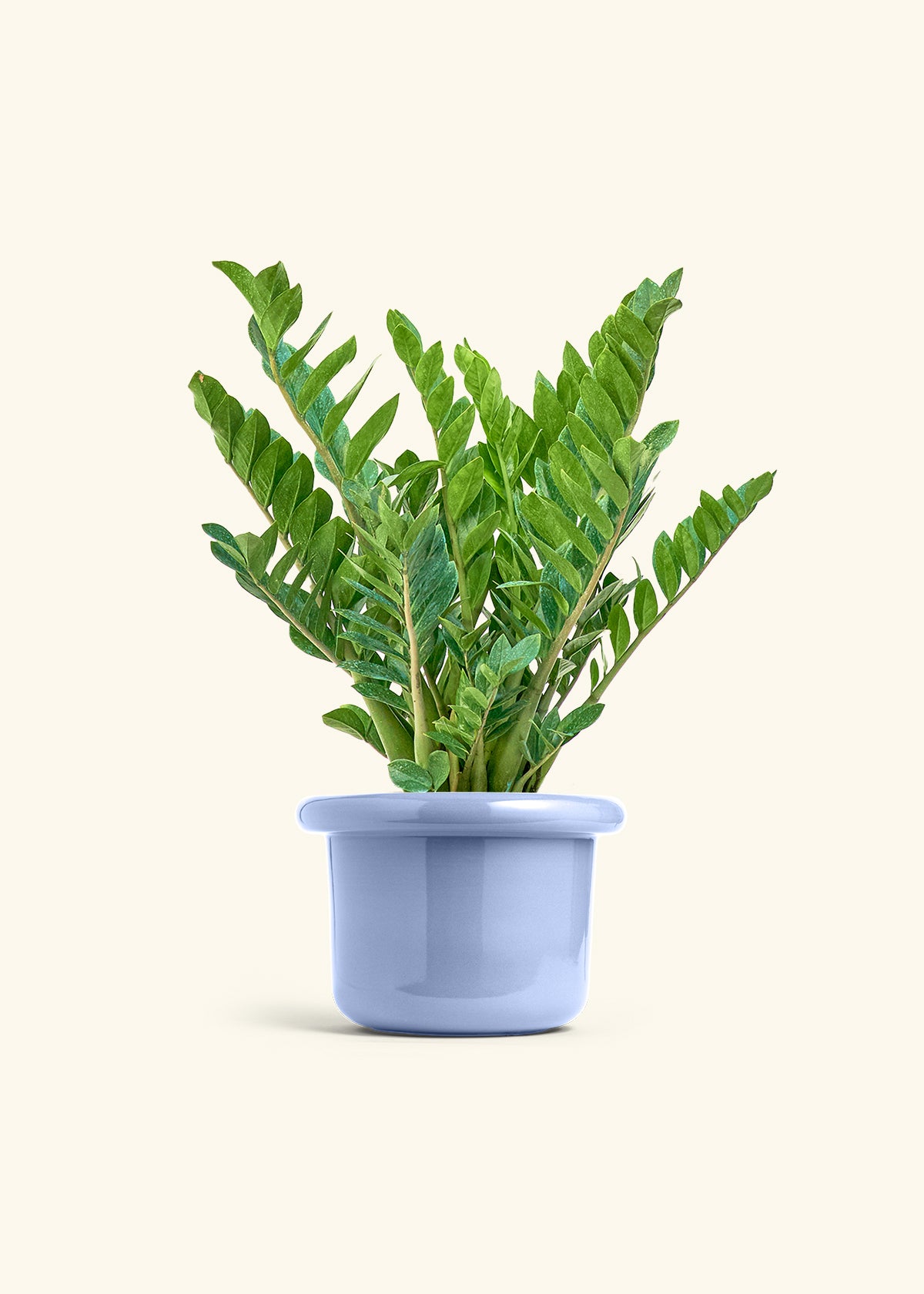 ZZ Plant in a 10 inches Fat Lip Blue Planter