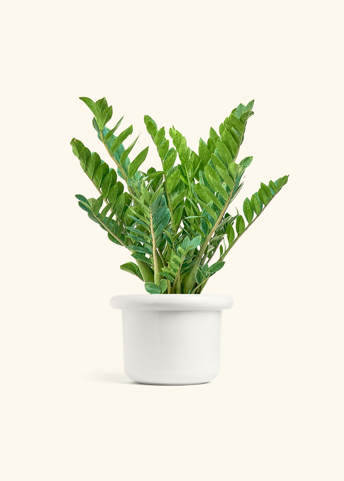 ZZ Plant in a 10 inches Fat Lip White Planter
