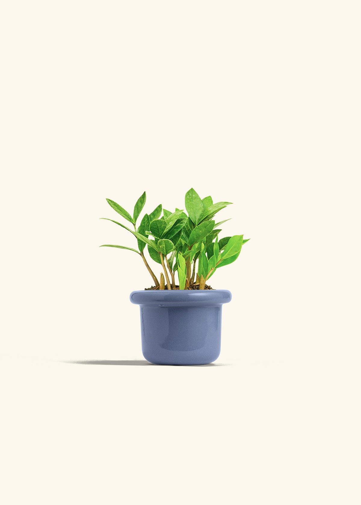 ZZ Plant in a 4 inches Fat Lip Blue Planter