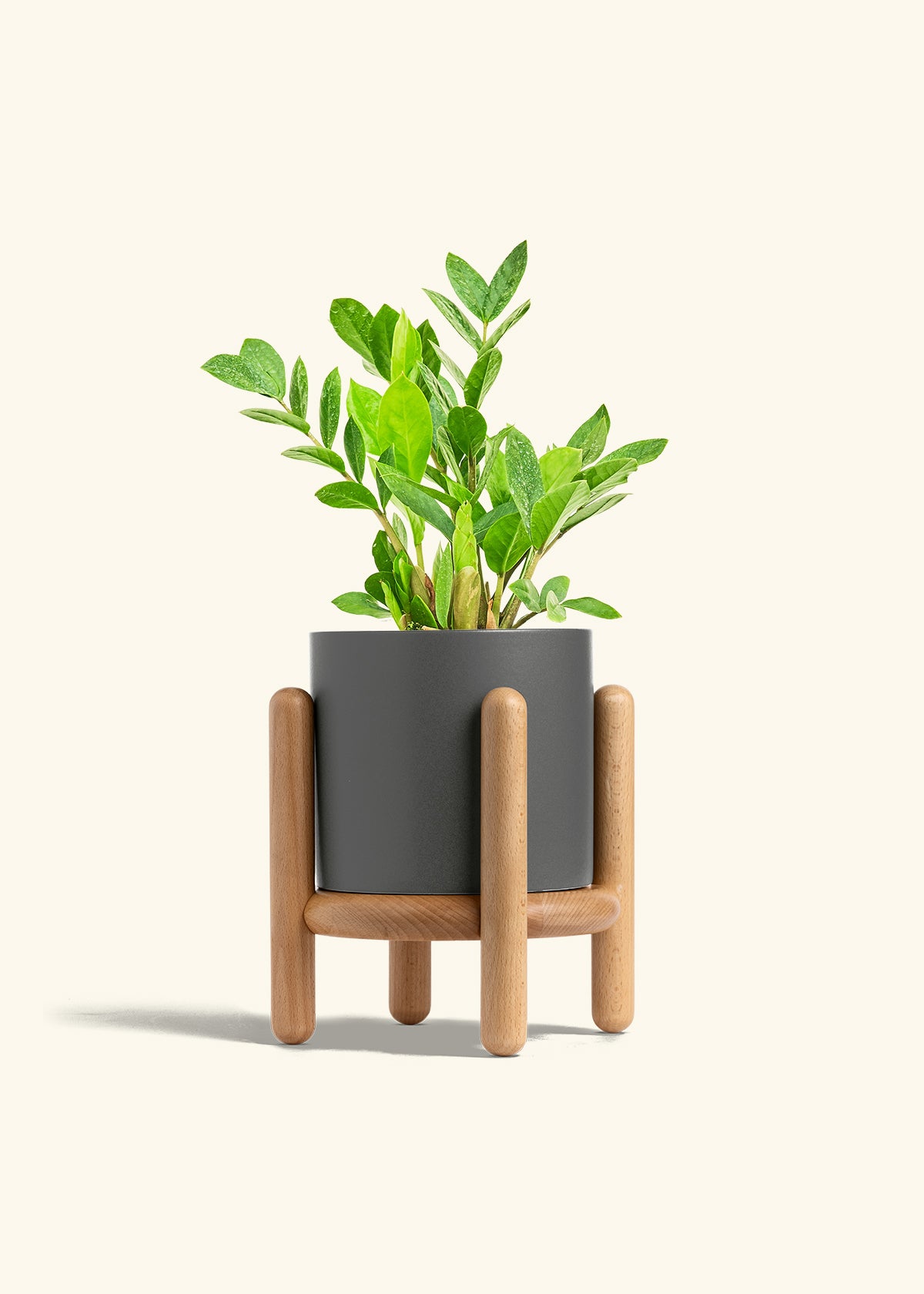 ZZ Plant in a 6 inches Charcoal Classic Cylinder Planter in a Shamrock Petal Drip Tray
