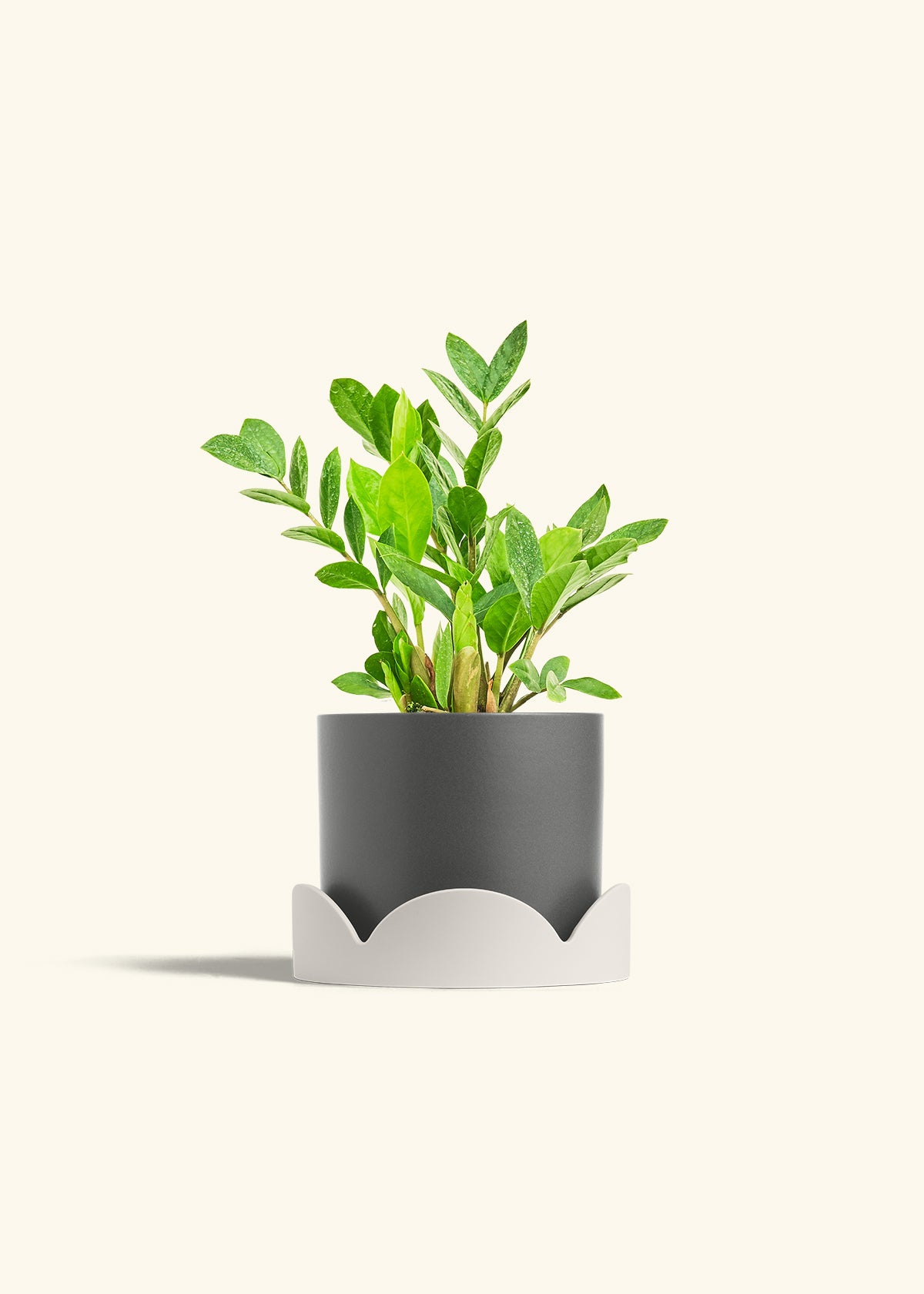 ZZ Plant in a 6 inches Charcoal Classic Cylinder Planter in a Beech Wood Stand