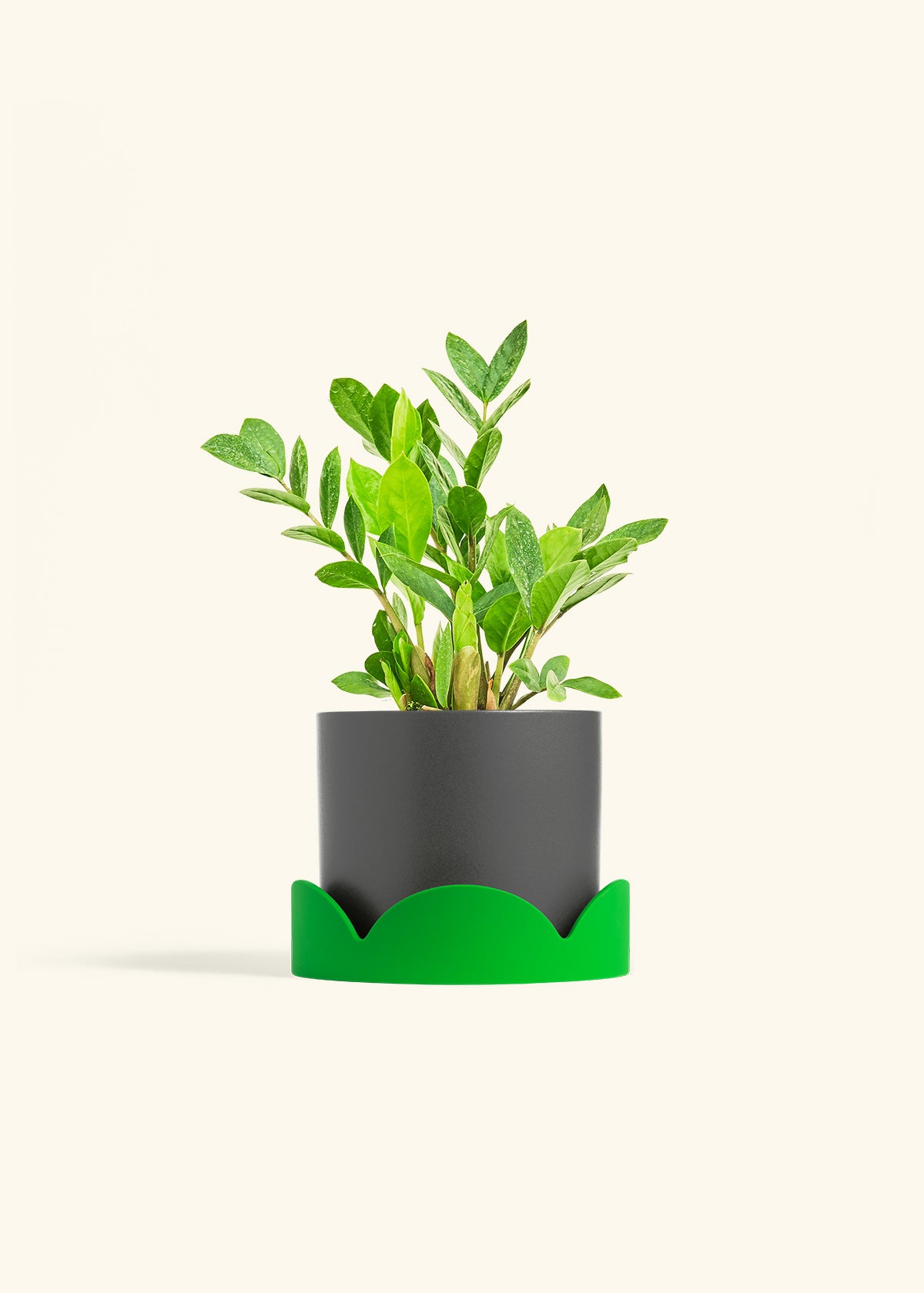 ZZ Plant in a 6 inches Charcoal Classic Cylinder Planter