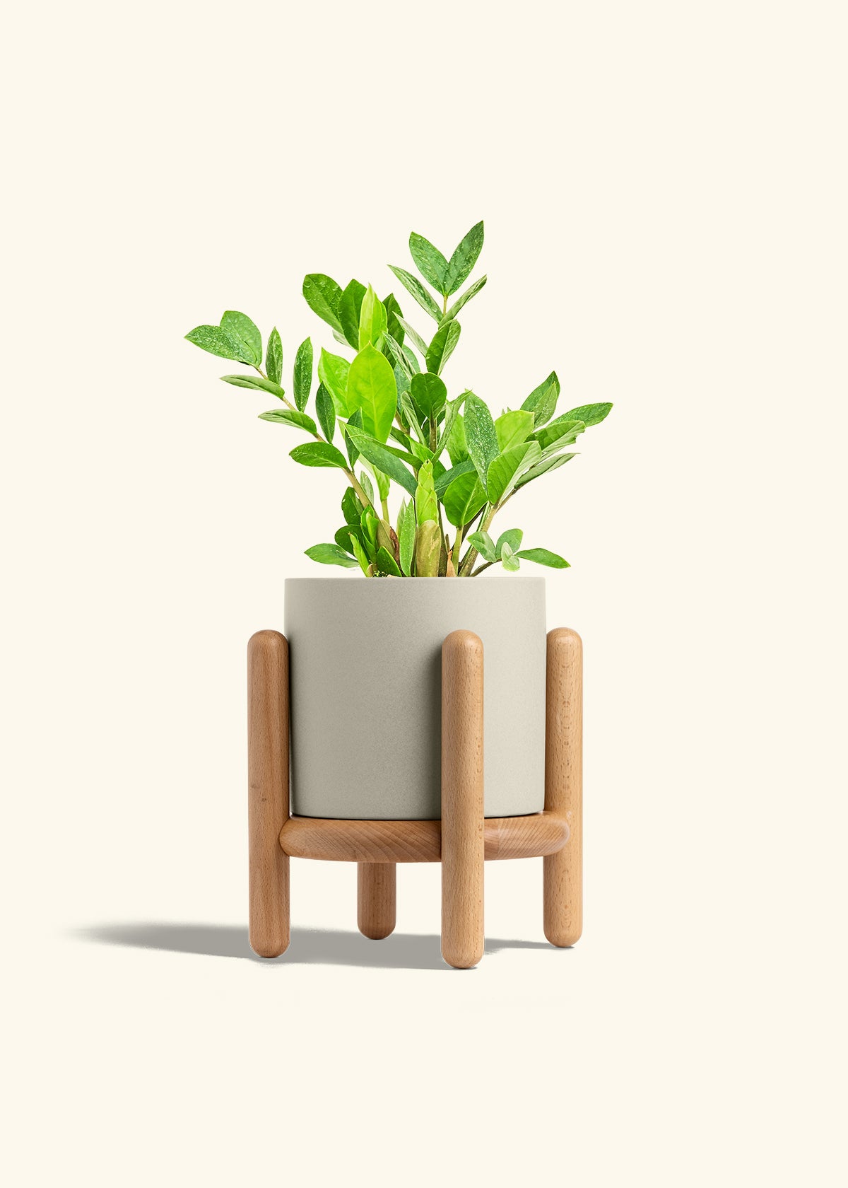 ZZ Plant in a 6 inches Oat Classic Cylinder Planter in a Beech Wood Stand