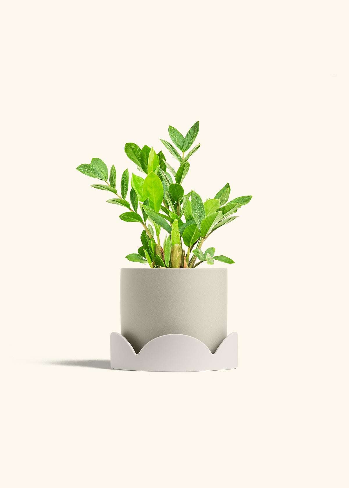 ZZ Plant in a 6 inches Oat Classic Cylinder Planter in a Shamrock Petal Drip Tray