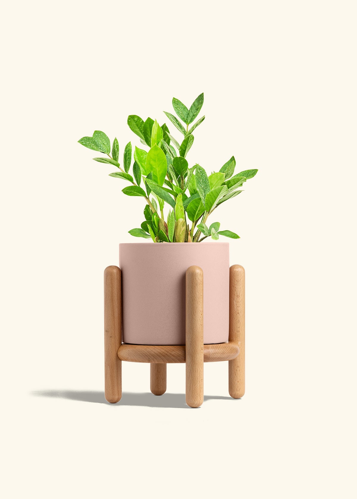 ZZ Plant in a 6 inches Pink Classic Cylinder Planter in a Beech Wood Stand