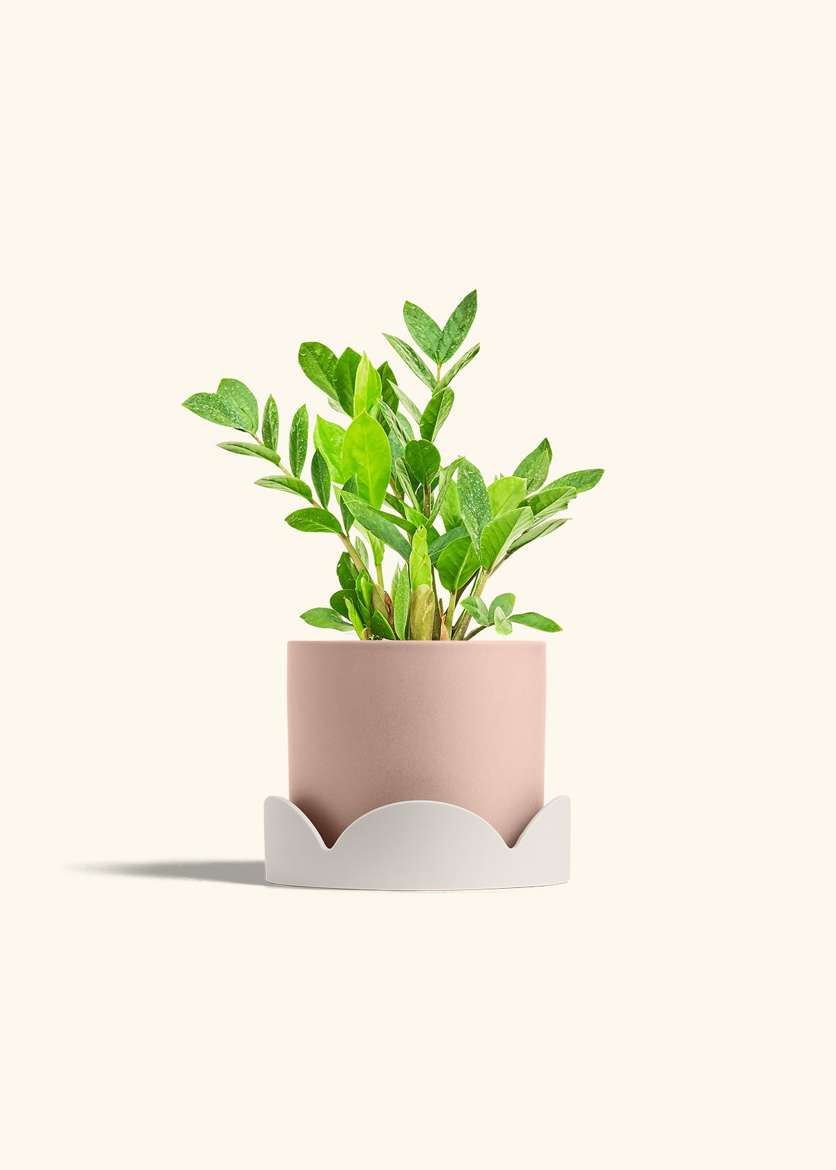 ZZ Plant in a 6 inches Pink Classic Cylinder Planter in a Oat Petal Drip Tray