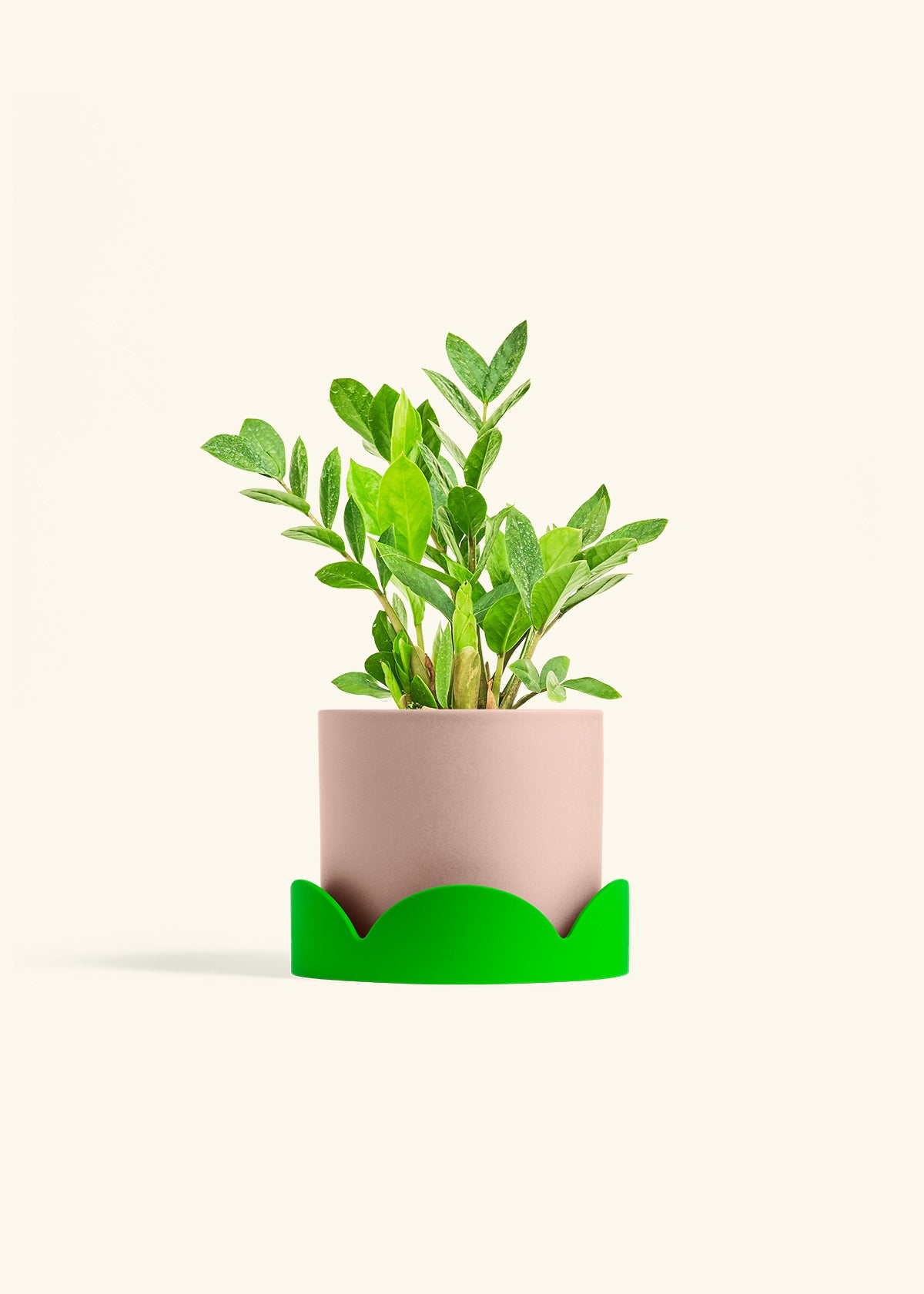 ZZ Plant in a 6 inches Pink Classic Cylinder Planter in a Shamrock Petal Drip Tray