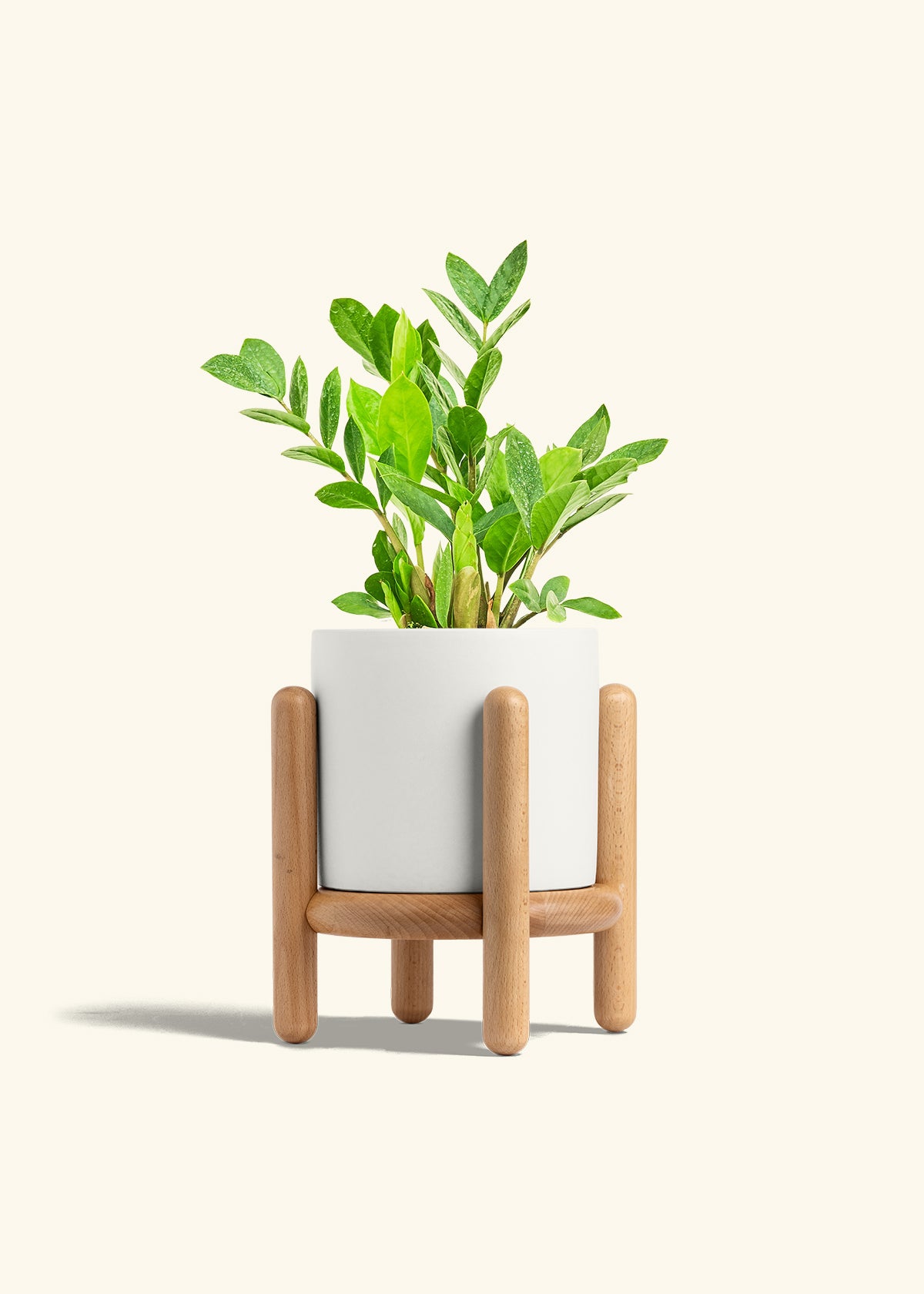 ZZ Plant in a 6 inches White Classic Cylinder Planter in a Beech Wood Stand