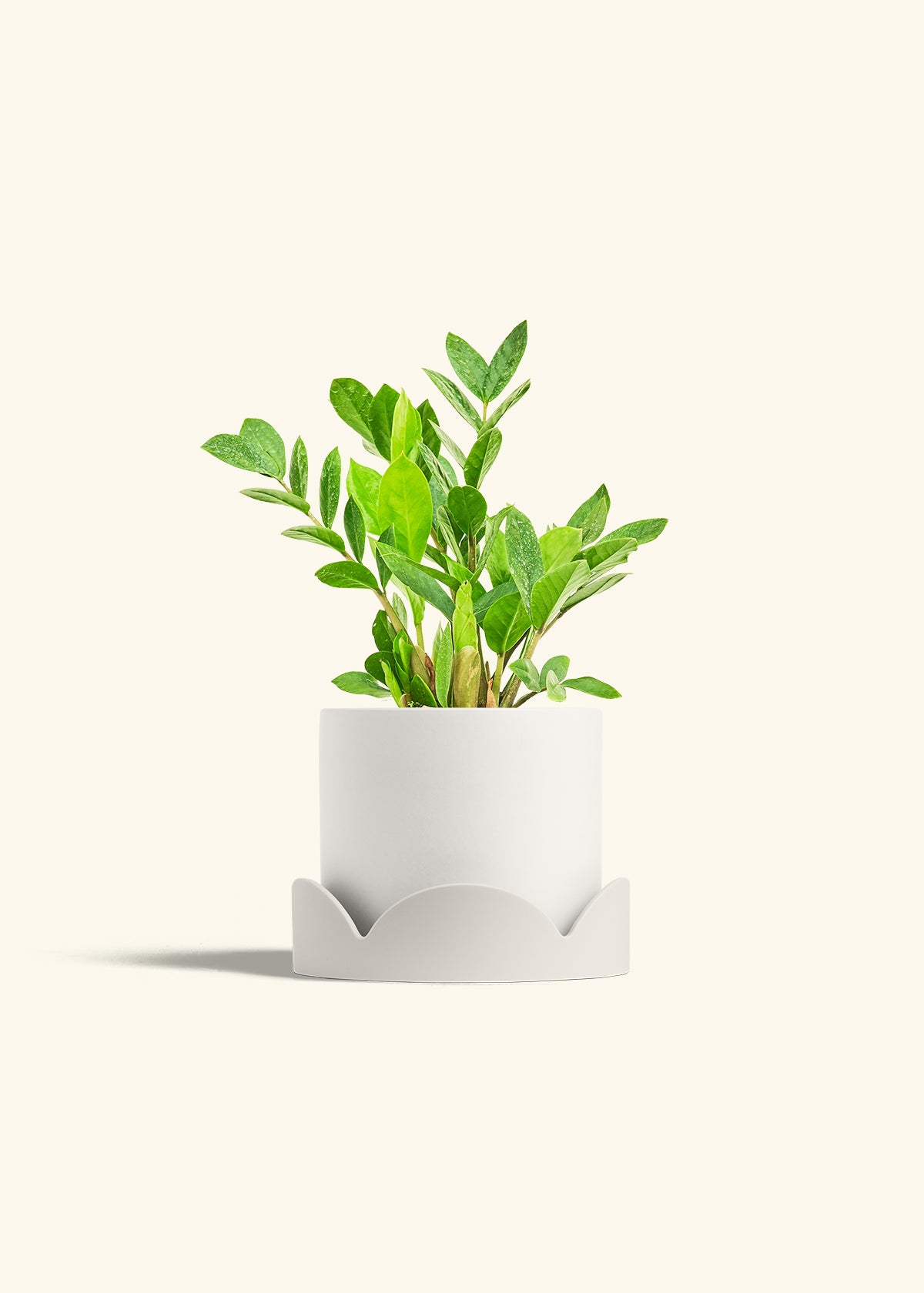 ZZ Plant in a 6 inches White Classic Cylinder Planter in a Oat Petal Drip Tray