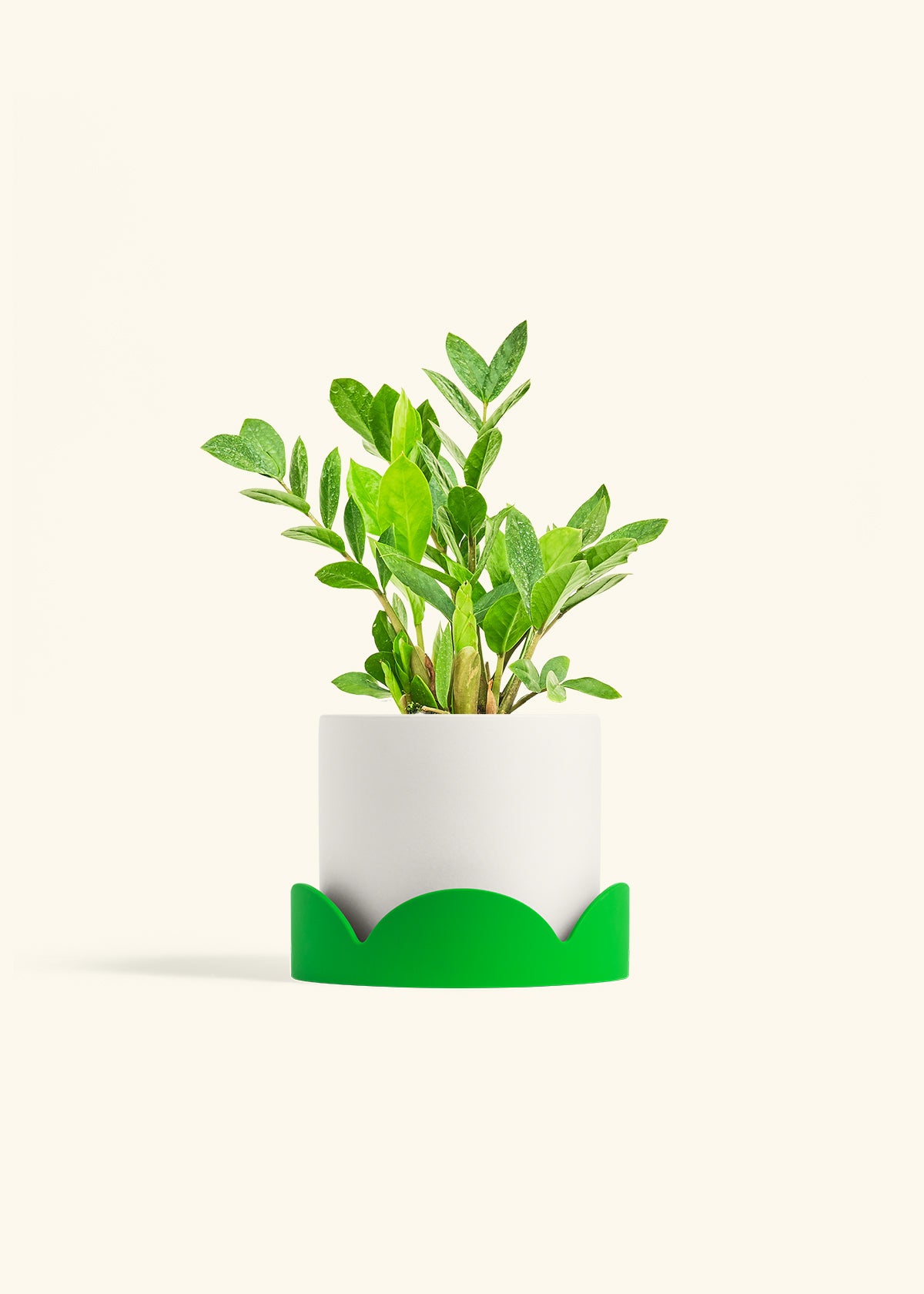 ZZ Plant in a 6 inches White Classic Cylinder Planter in a Shamrock Petal Drip Tray