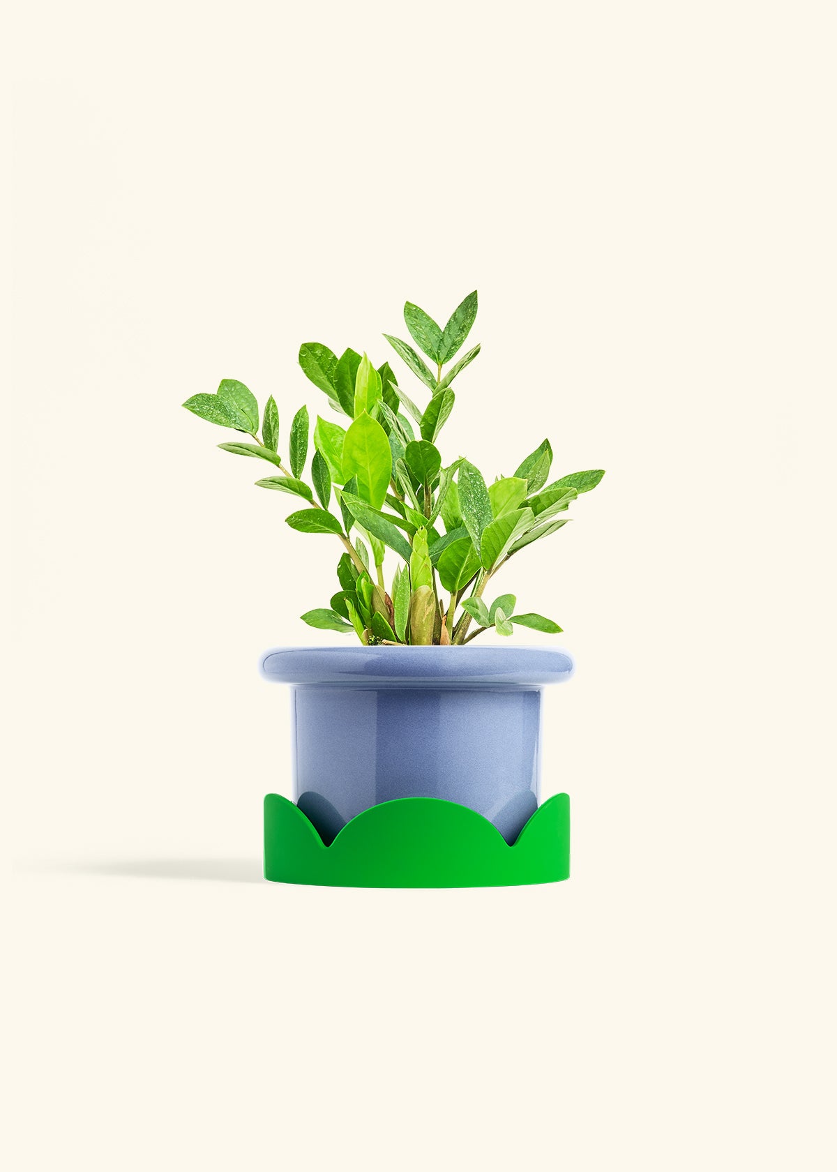 ZZ Plant in a 6 inches Fat Lip Blue Planter in a Shamrock Petal Drip Tray