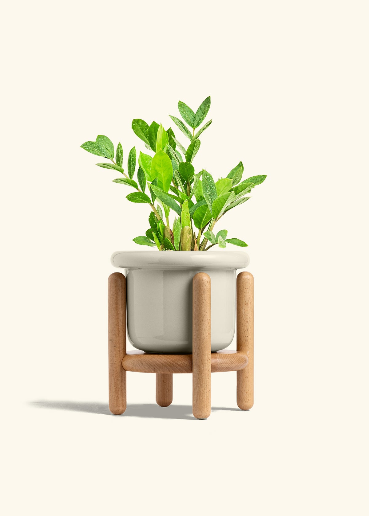 ZZ Plant in a 6 inches Fat Lip Oat Planter in a Beech Wood Stand