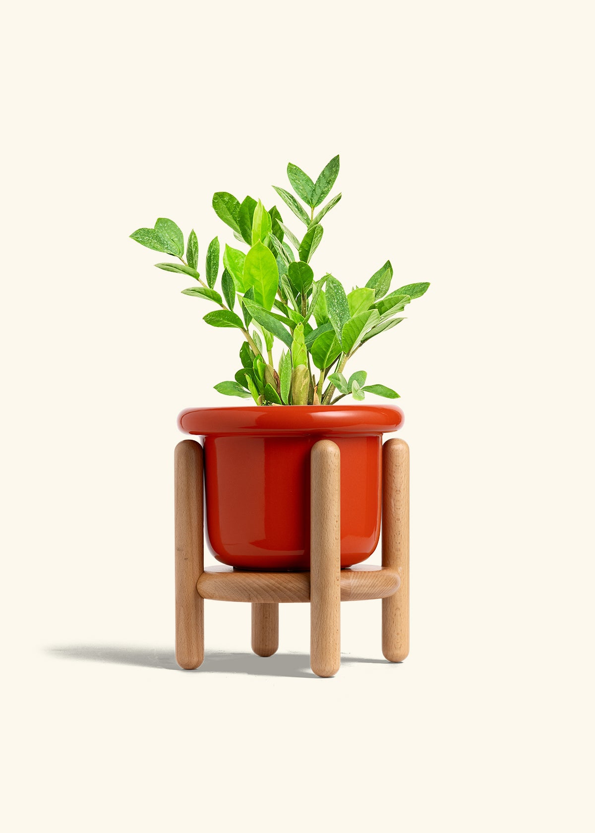 ZZ Plant in a 6 inches Fat Lip Red Planter in a Beech Wood Stand