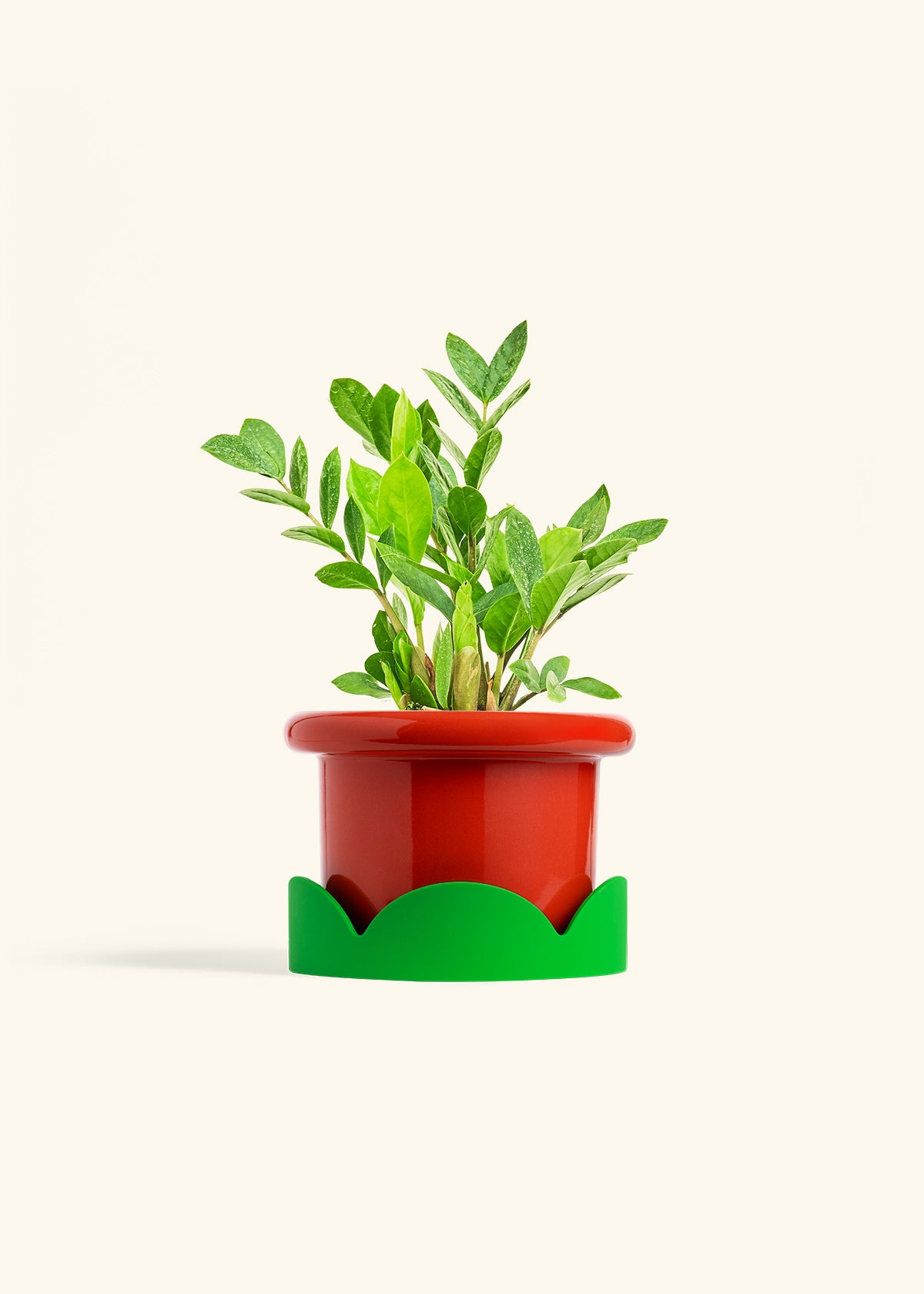 ZZ Plant in a 6 inches Fat Lip Red Planter in a Shamrock Petal Drip Tray