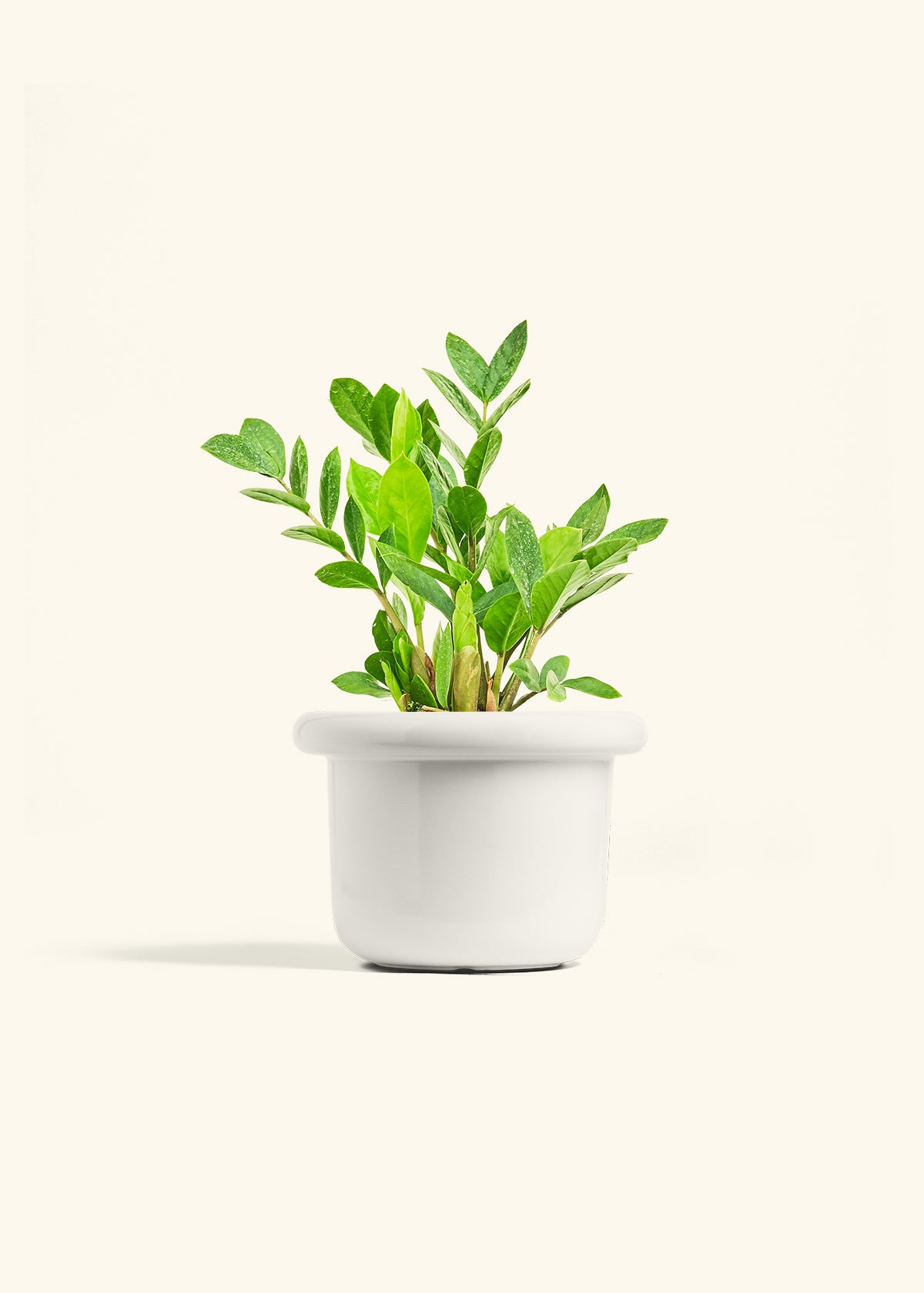 ZZ Plant in a 6 inches Fat Lip White Planter