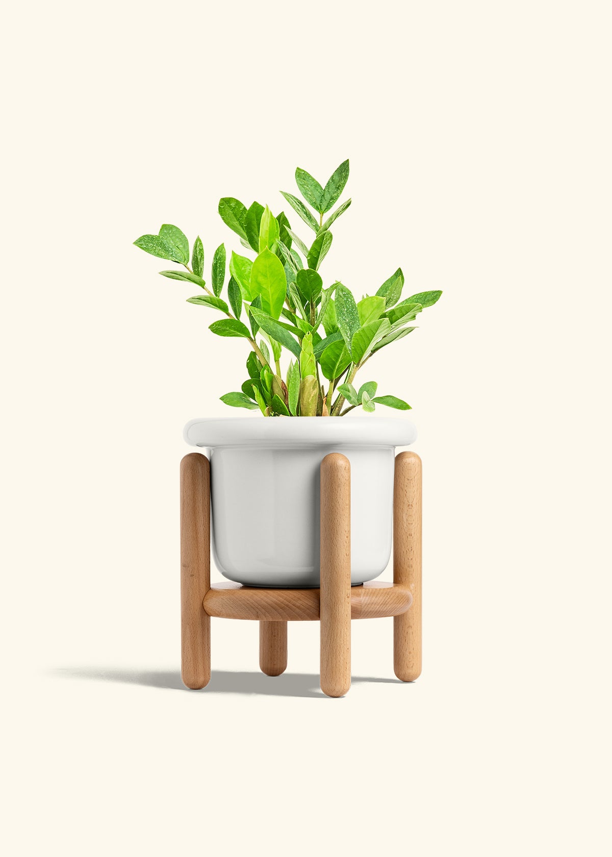 ZZ Plant in a 6 inches Fat Lip White Planter in a Beech Wood Stand