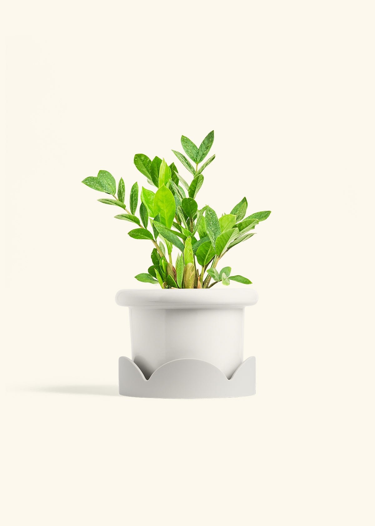 ZZ Plant in a 6 inches Fat Lip White Planter in a Oat Petal Drip Tray