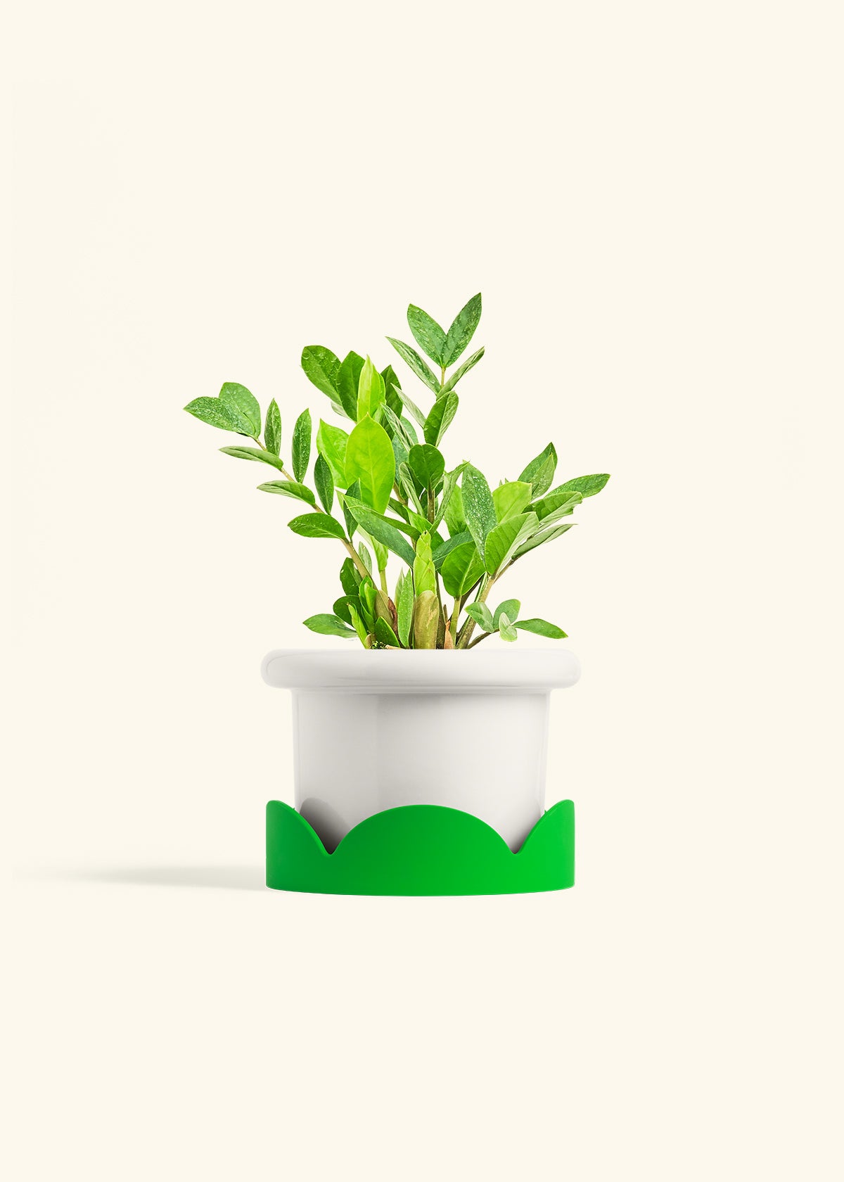 ZZ Plant in a 6 inches Fat Lip White Planter in a Shamrock Petal Drip Tray