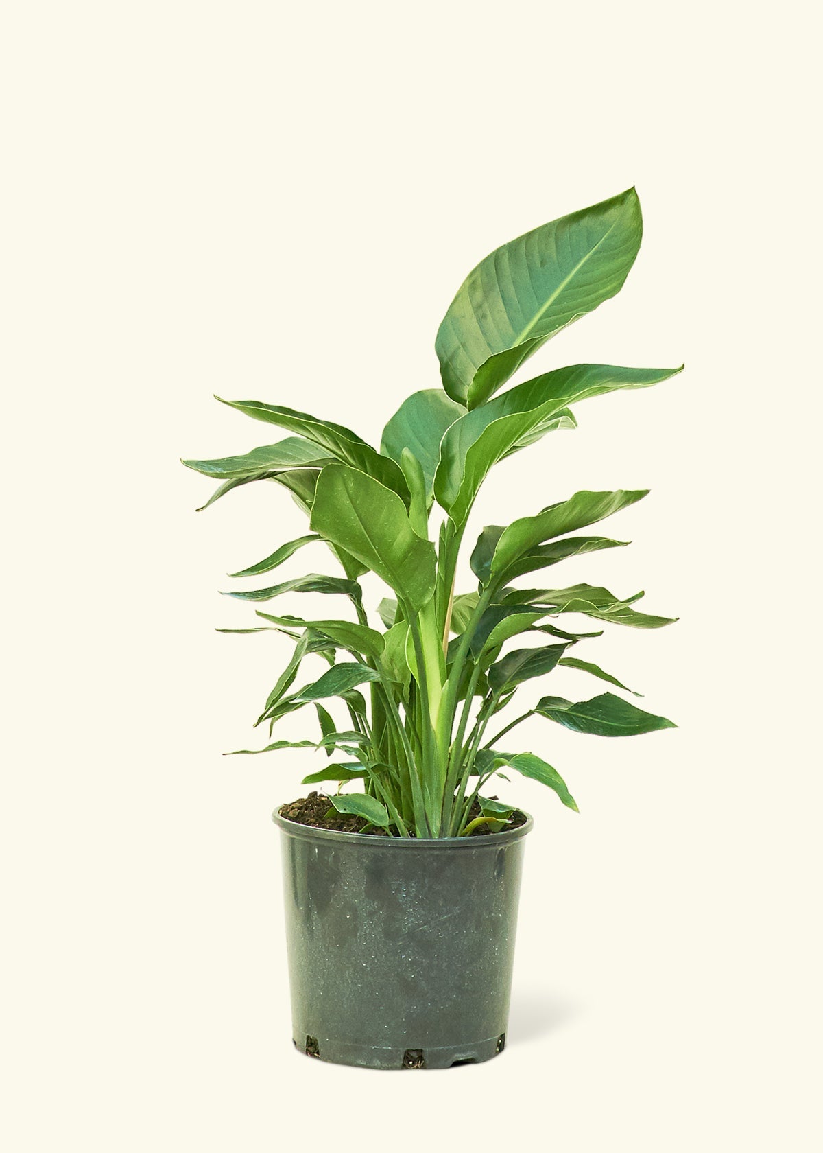 White Bird of Paradise in a 10 inches grow pot