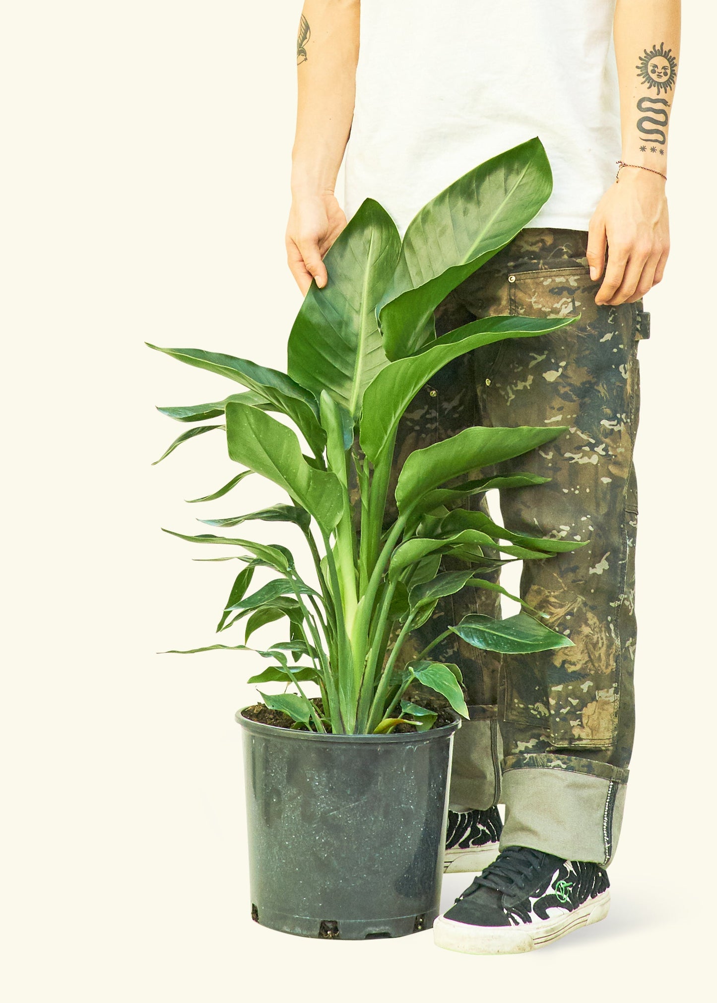 White Bird of Paradise in a 10 inches grow pot