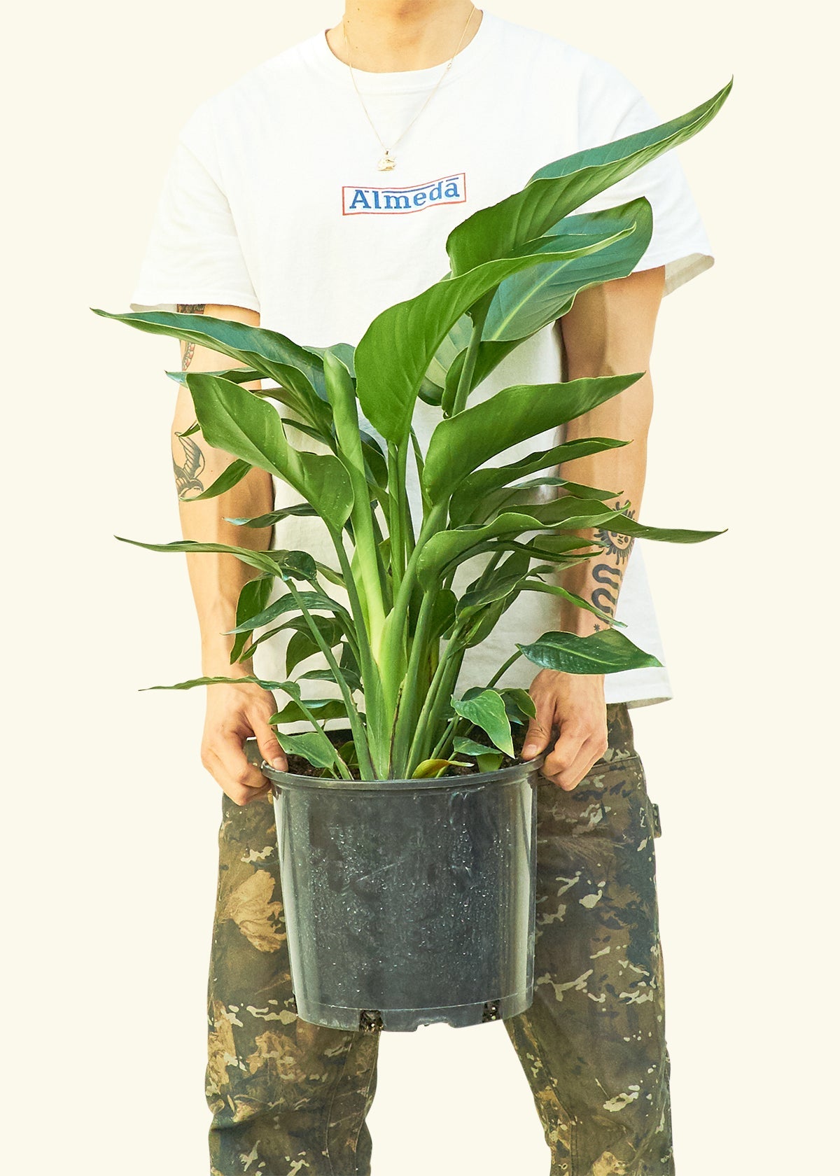 White Bird of Paradise in a 10 inches grow pot