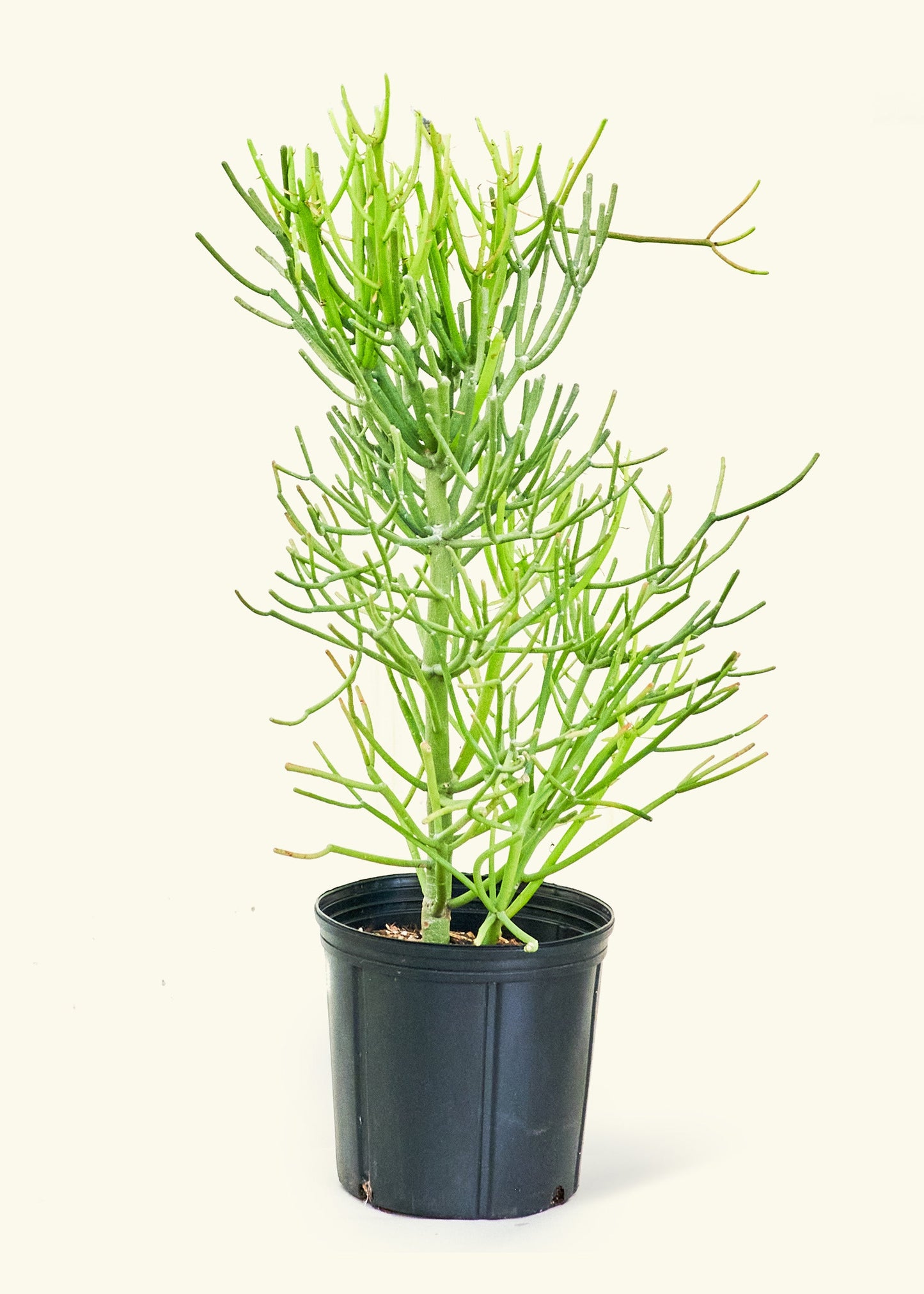 Pencil Cactus in a 10 inches grow pot