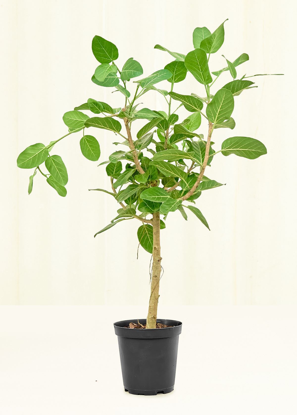are ficus audrey pet safe Ficus Audrey
