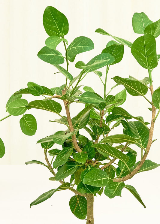 Ficus Audrey in a 10 inches grow pot