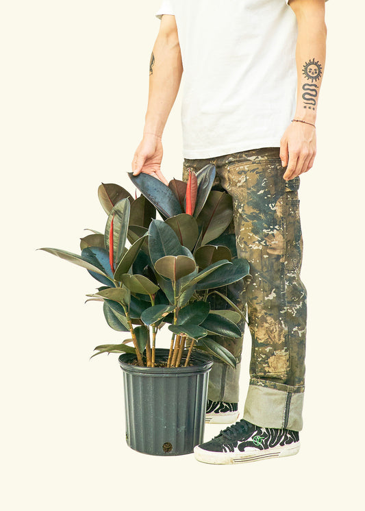 Rubber Tree Burgundy in a 10 inches grow pot
