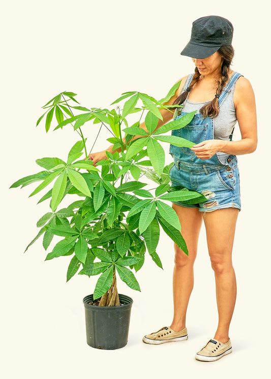 Braided Money Tree in a 10 inches grow pot