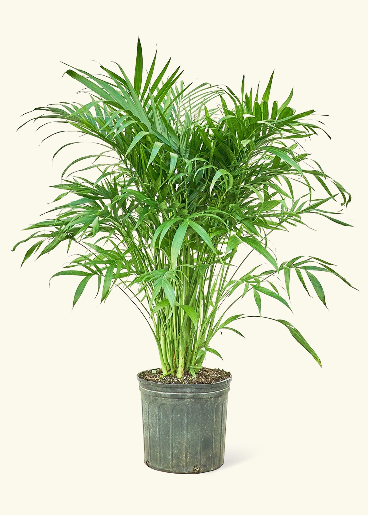cat palm outdoor care Cat Palm
