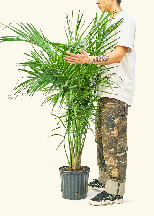 Majesty Palm in a 10 inches grow pot