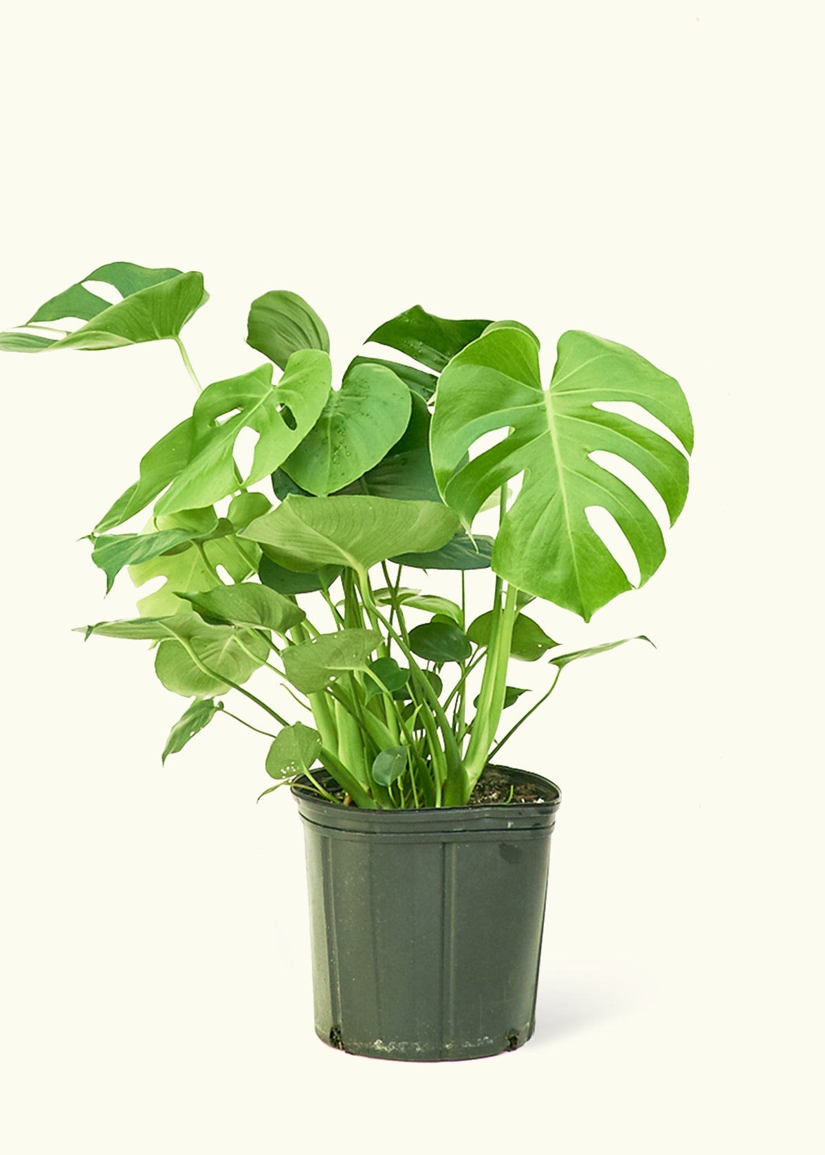 Monstera Swiss Cheese Plant in a 10 inches grow pot