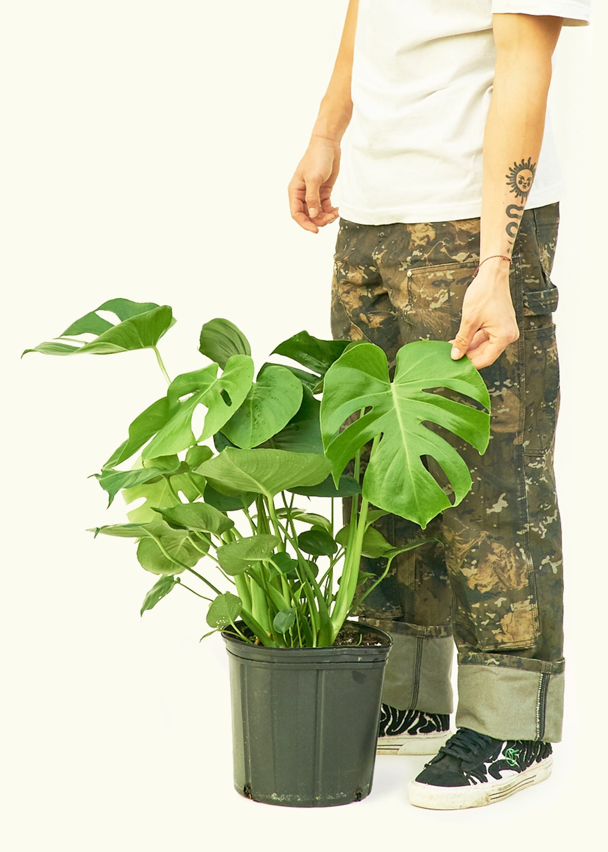 Monstera Swiss Cheese Plant in a 10 inches grow pot