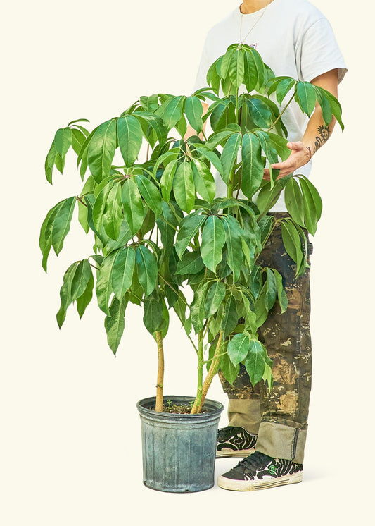 Australian Umbrella Tree in a 10 inches grow pot