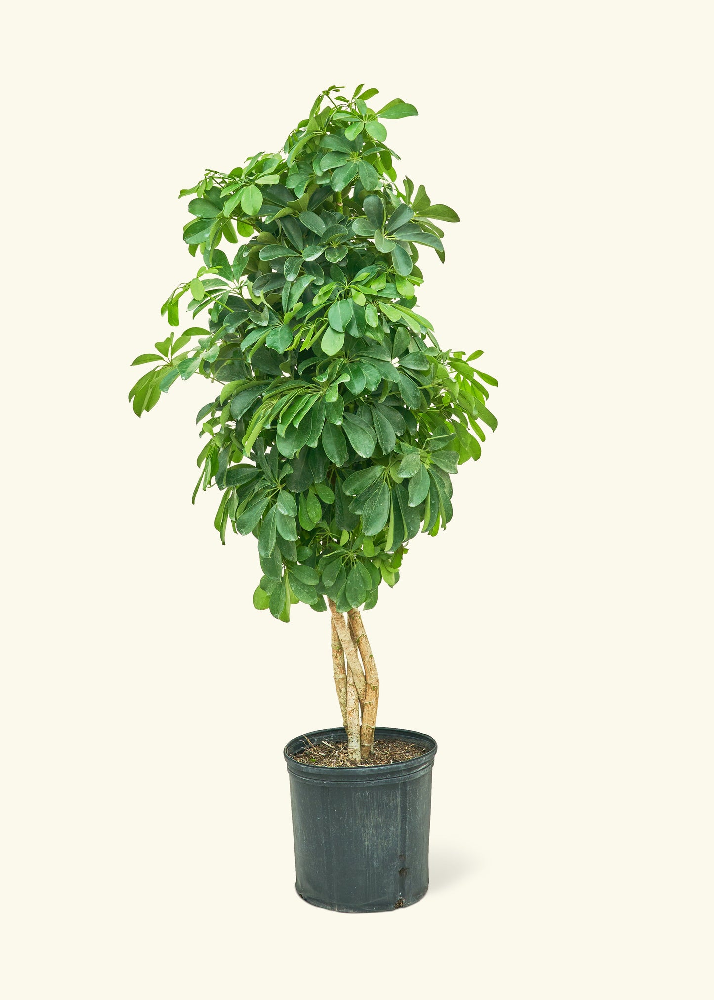 Hawaiian Dwarf Umbrella Tree in a 10 inches grow pot