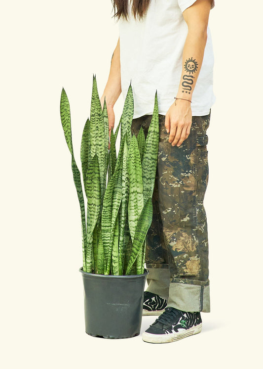 Snake Plant Zeylanica in a 10 inches grow pot
