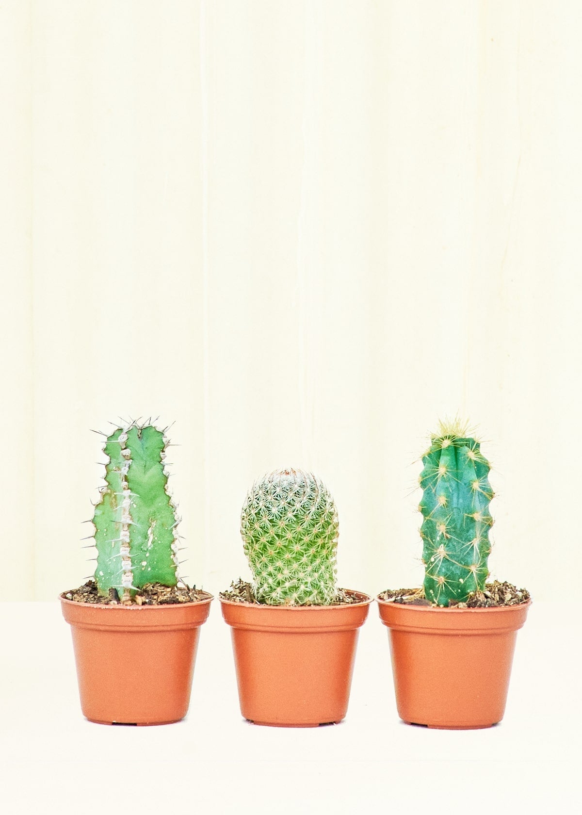 rooted san pedro cactus for sale Baby Cactus Trio – Hey Rooted