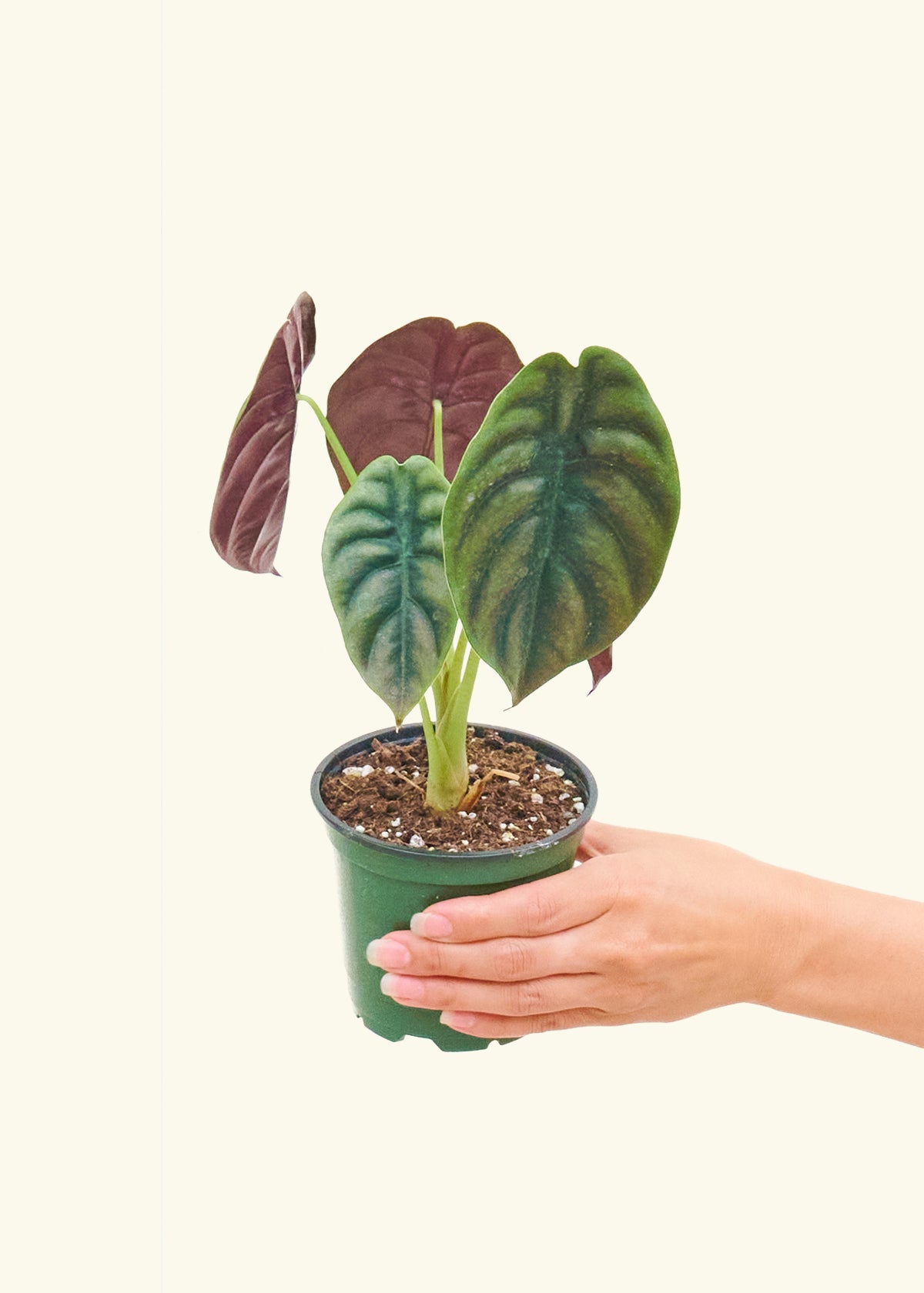 Alocasia Red Secret in a 4 inches grow pot