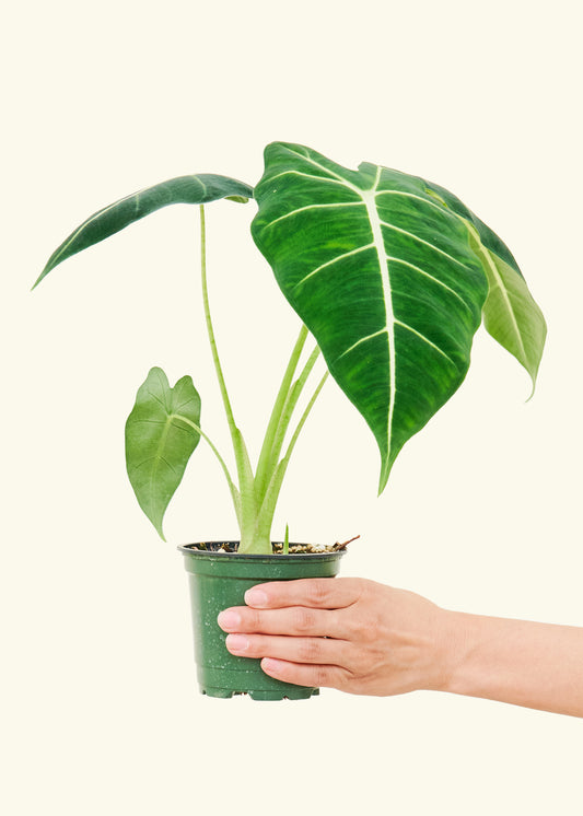 Alocasia Frydek in a 4 inches grow pot