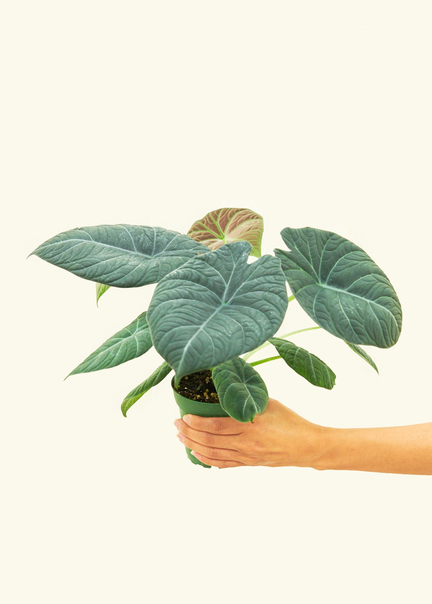 Alocasia Maharani in a 4 inches grow pot