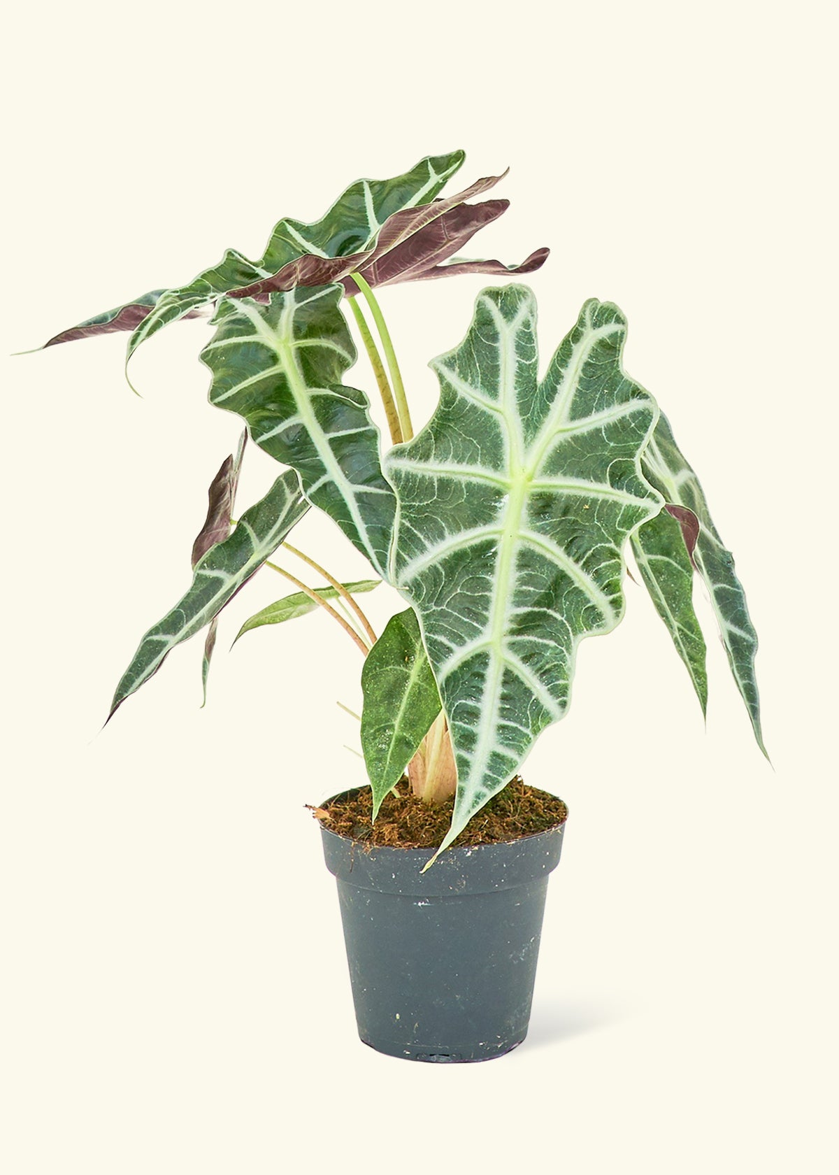 poly elephant ear plant Alocasia Polly