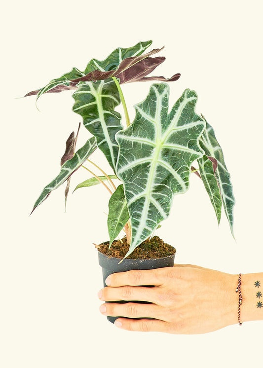 Alocasia Polly in a 4 inches grow pot