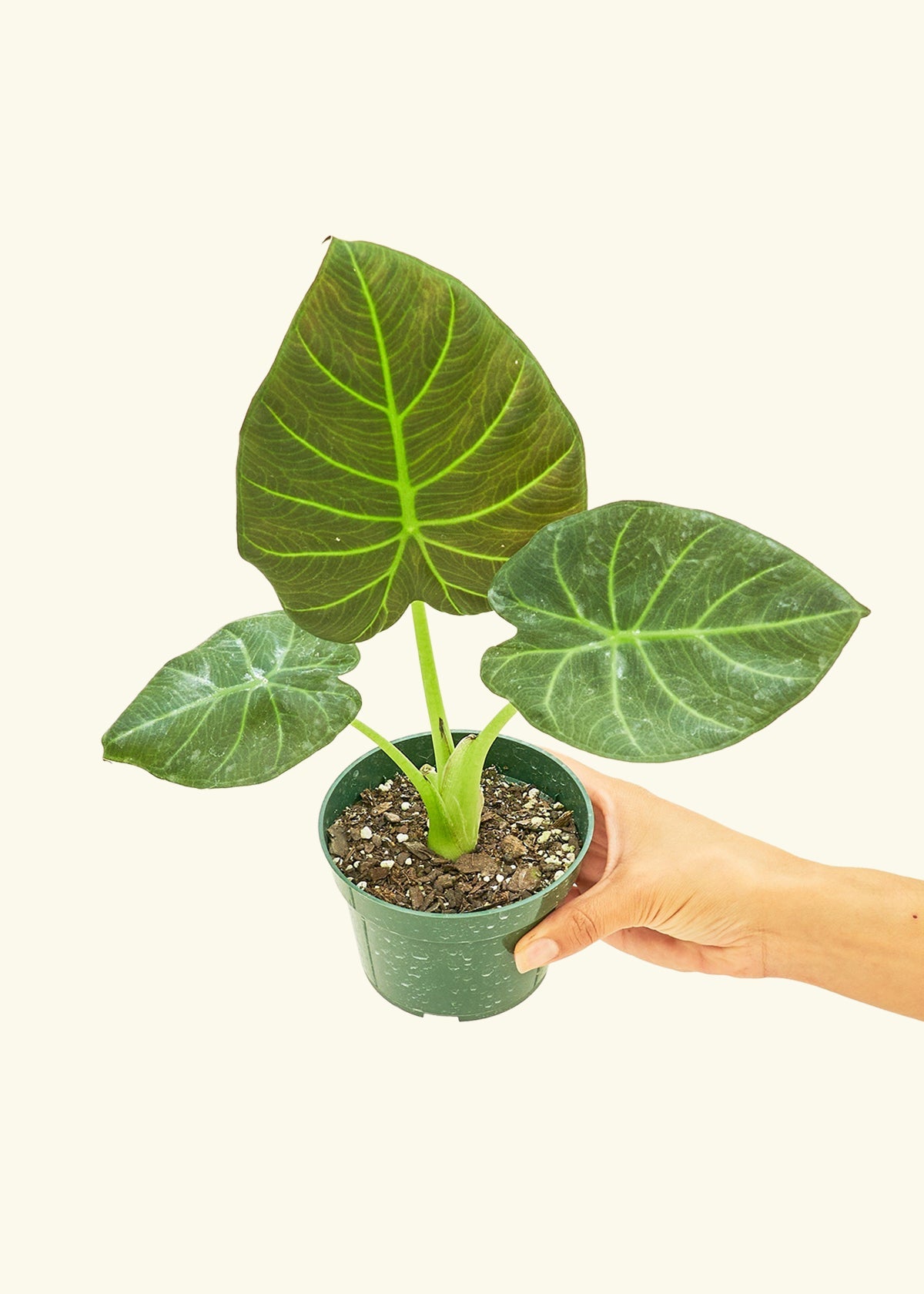 Alocasia Regal Shields in a 4 inches grow pot