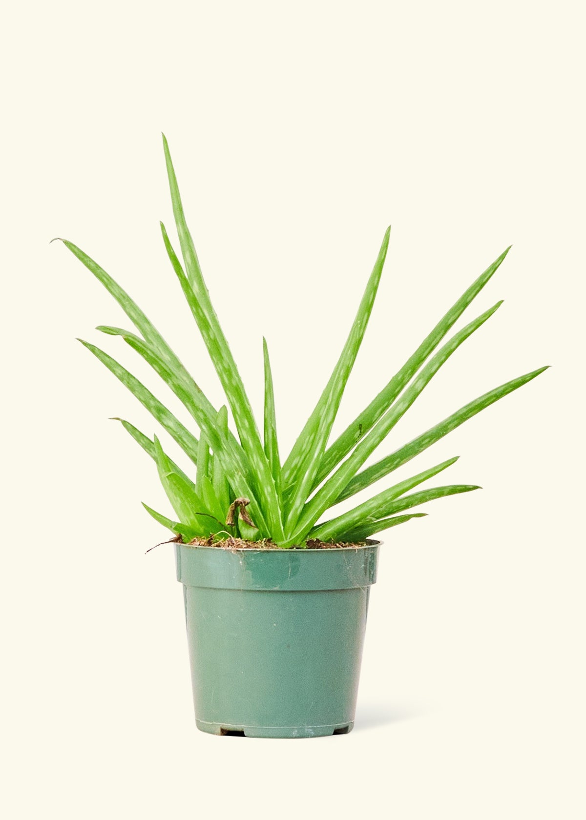 where can you find an aloe vera plant Aloe Vera