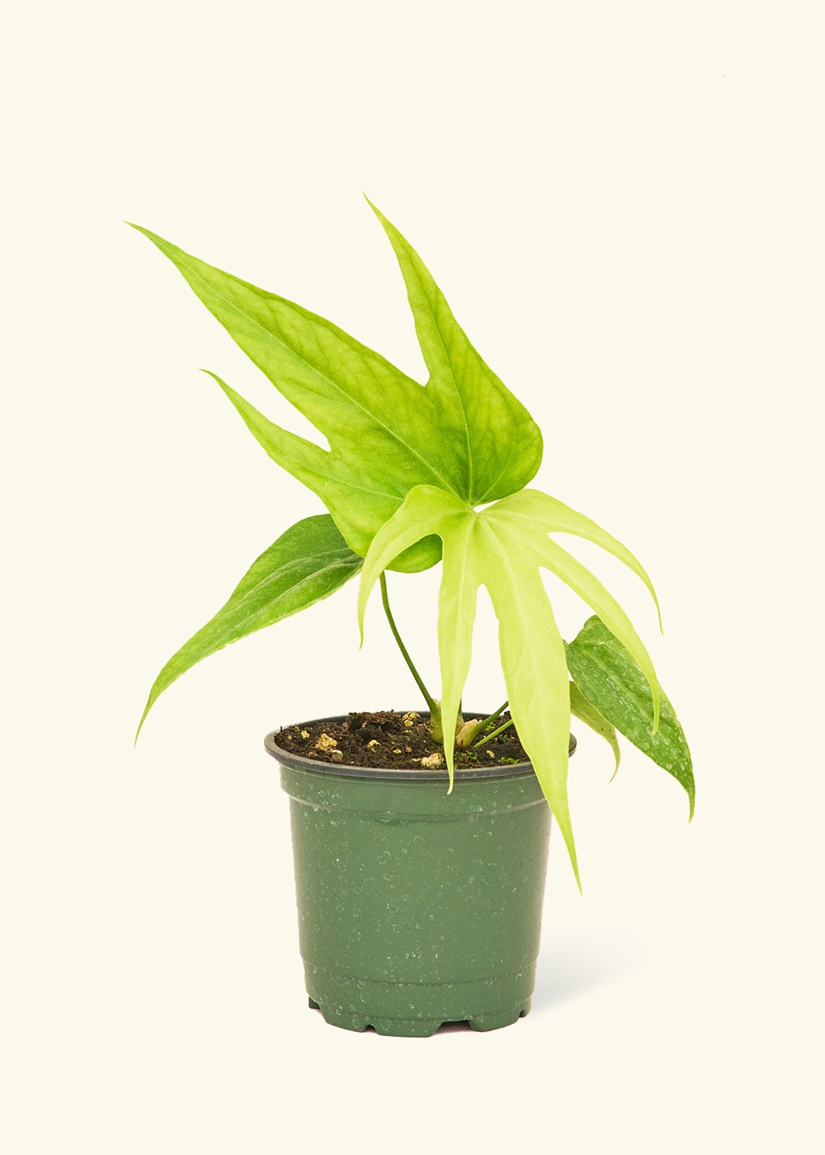 Anthurium 'Fingers' – Hey Rooted