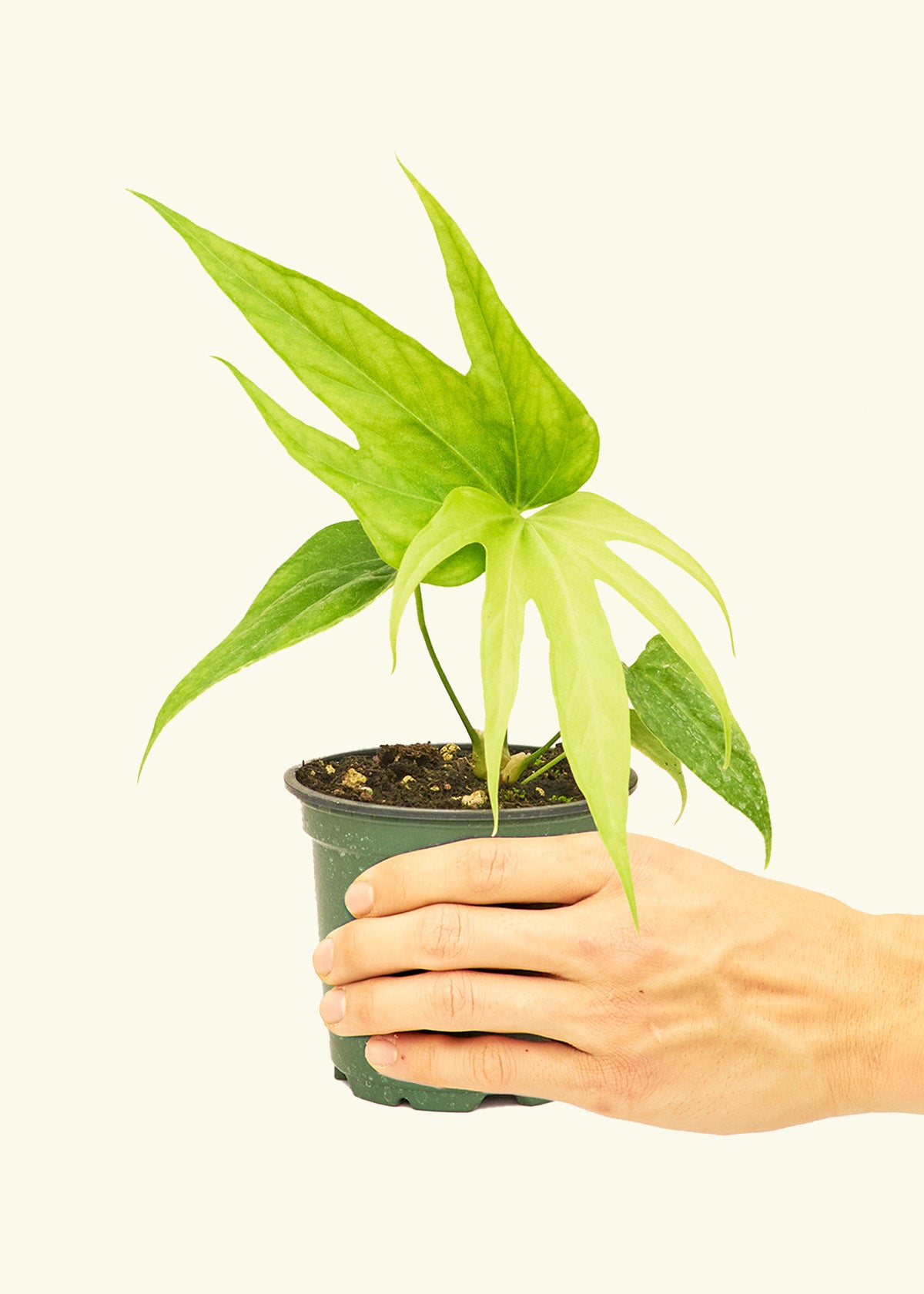 Anthurium Fingers in a 4 inches grow pot