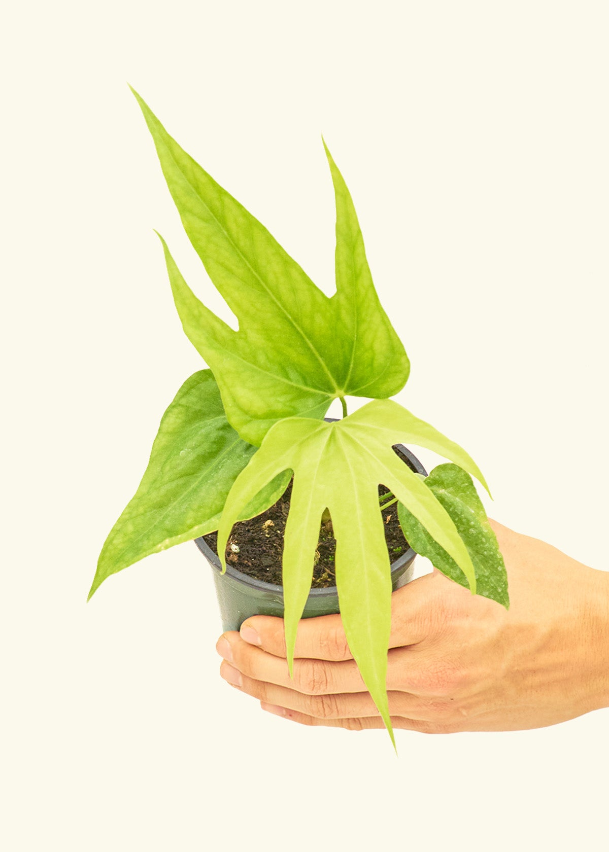 Anthurium Fingers in a 4 inches grow pot